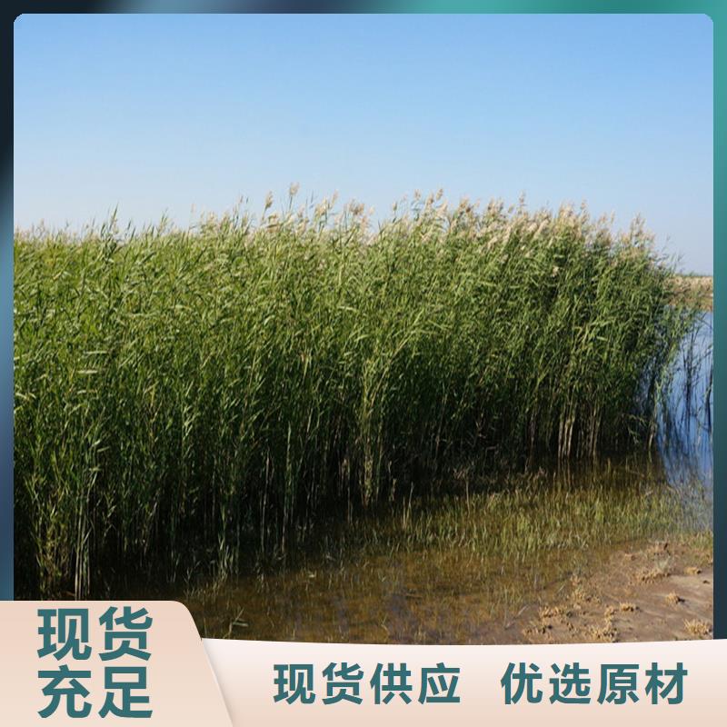 蘆葦苗-編織材料蘆葦苗用途廣泛