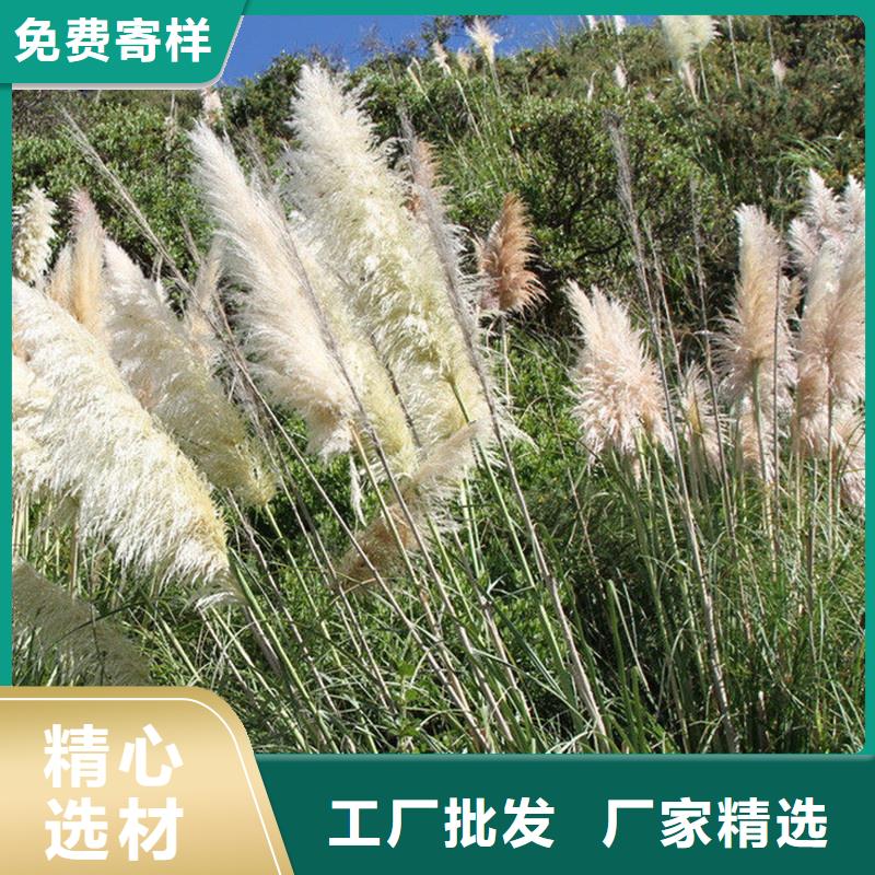 蘆葦苗蘆葦苗價格優(yōu)選貨源