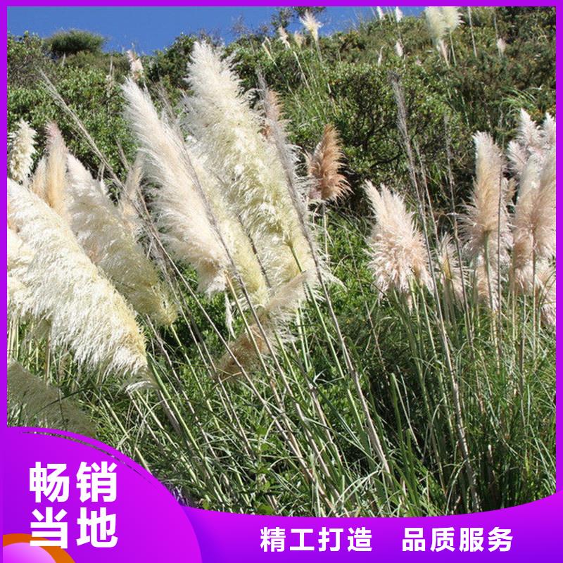 蘆葦苗-編織材料蘆葦苗用途廣泛