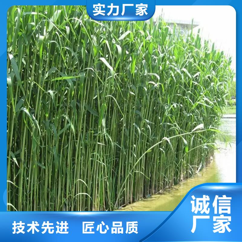 蘆葦種苗-可送貨上門