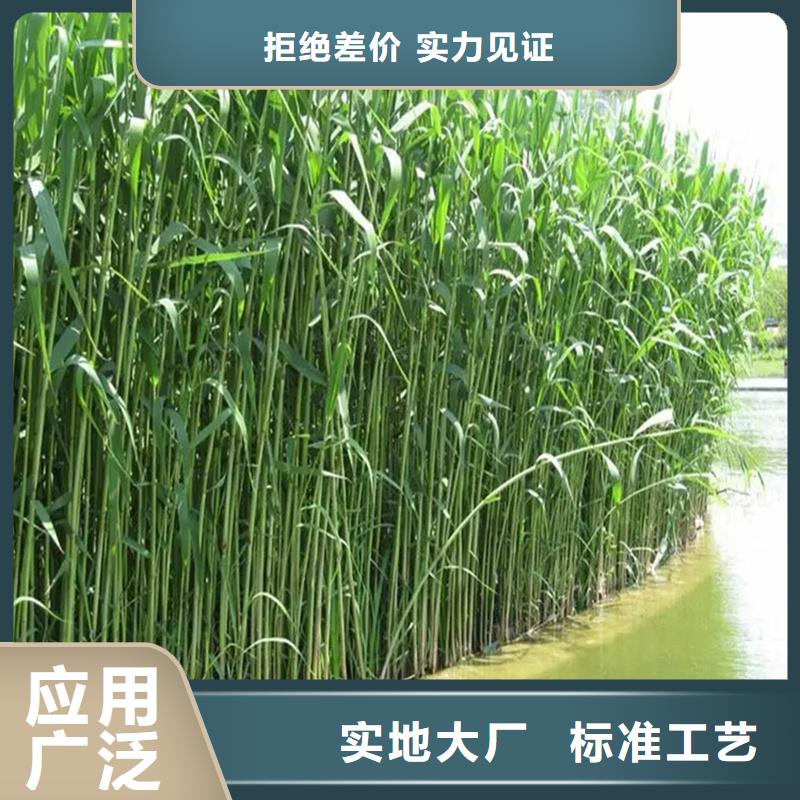 蘆葦苗-蘆葦根莖現(xiàn)貨充足量大優(yōu)惠