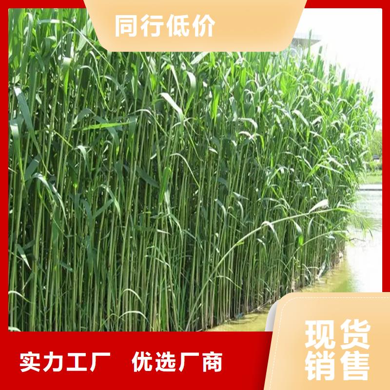 蘆葦苗造紙原料蘆葦苗使用壽命長久