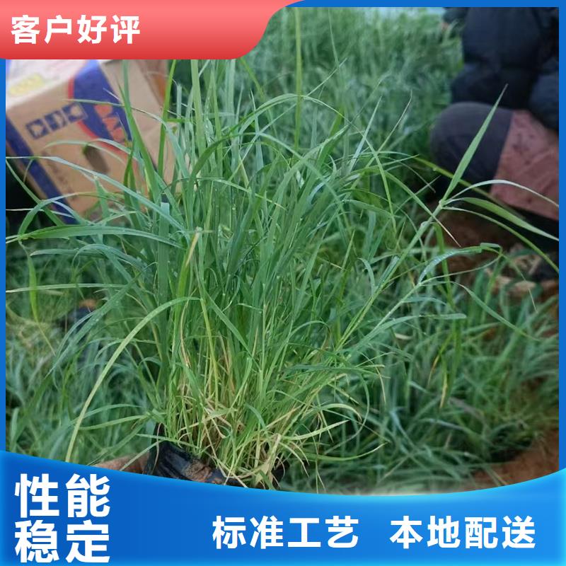 蘆葦種子-歡迎您