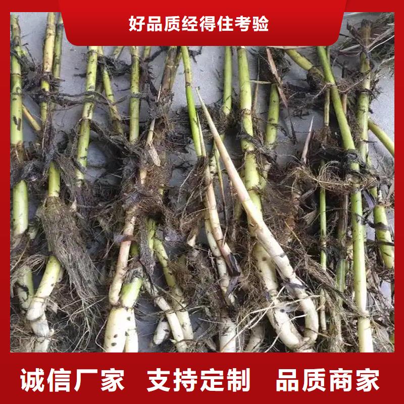蘆葦苗蘆葦苗批發(fā)讓利客戶(hù)