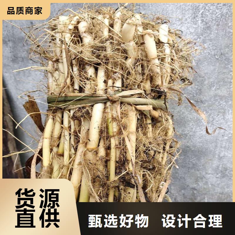 蘆葦種苗-可送貨上門