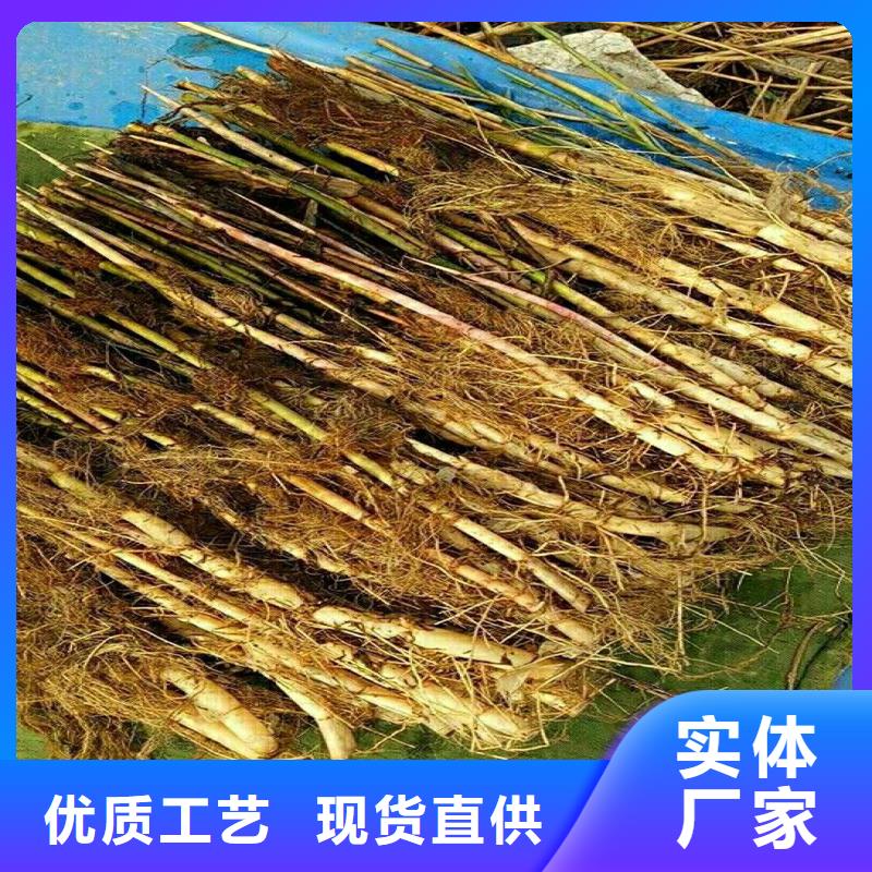 蘆葦苗種植有資質(zhì)