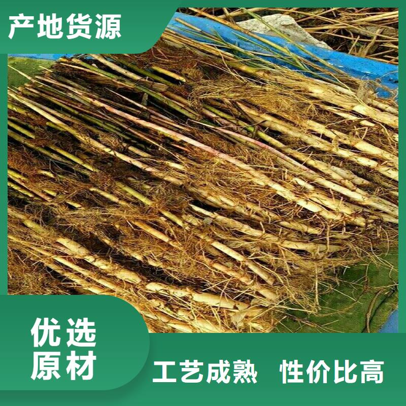 蘆葦苗,凈化水質(zhì)蘆葦苗海量現(xiàn)貨