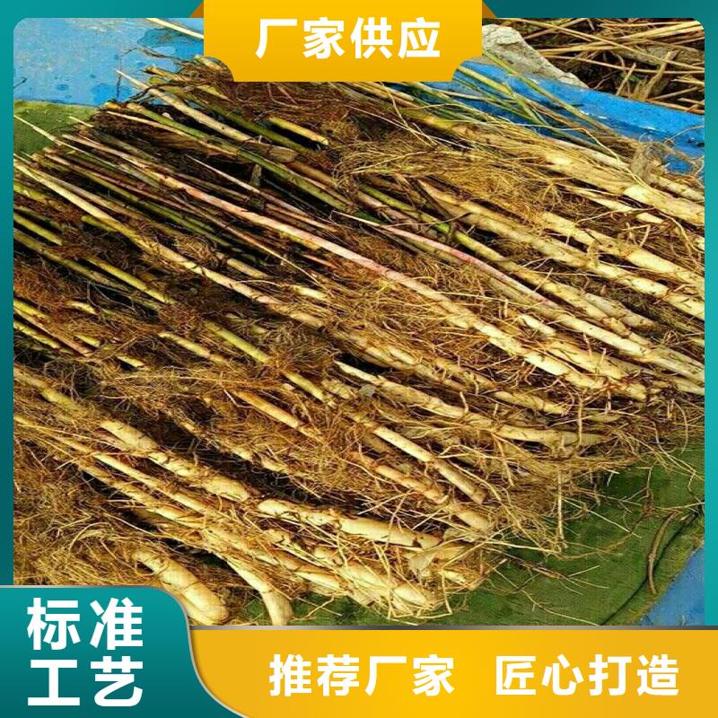 蘆葦苗河道治理蘆葦苗高質(zhì)量高信譽(yù)