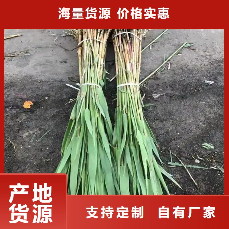 蘆葦苗-景觀工程蘆葦苗買的放心