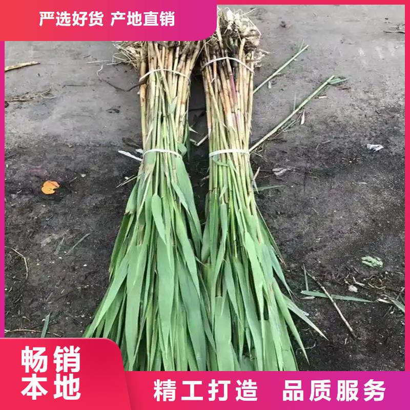 蘆葦苗-編織材料蘆葦苗用途廣泛
