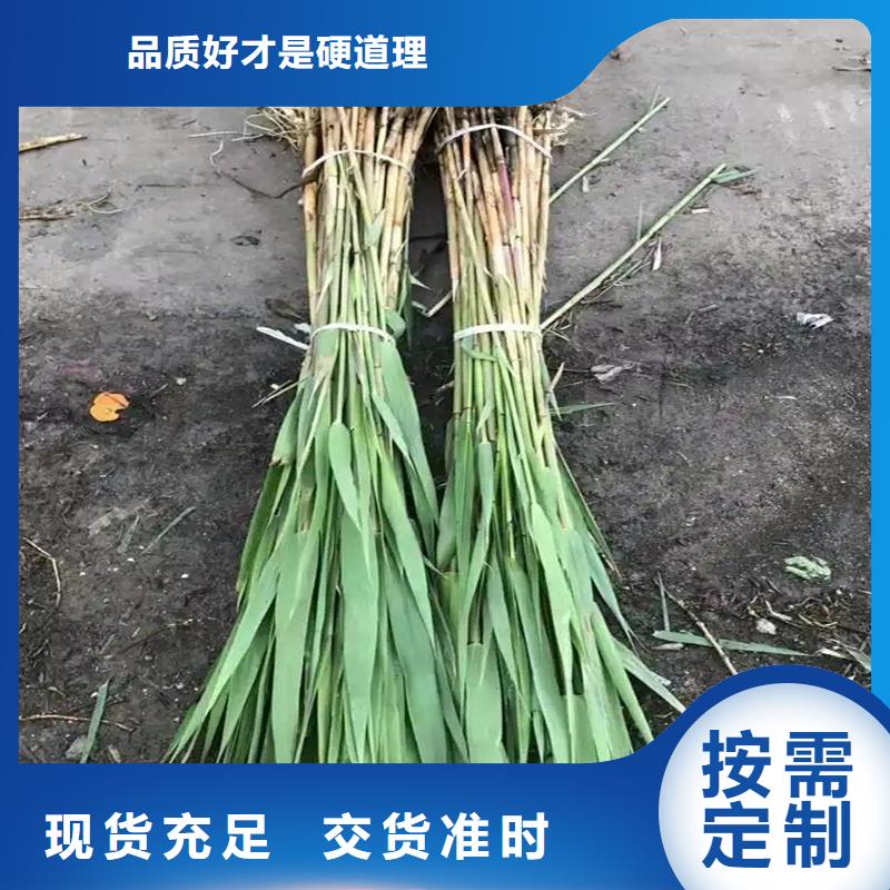 蘆葦苗蘆葦苗批發(fā)讓利客戶(hù)