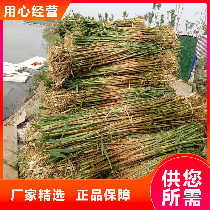 蘆葦苗蘆葦苗價(jià)格專心專注專業(yè)