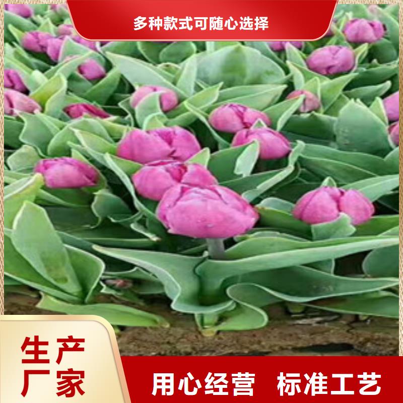 时令草花-花海景观工程精选货源