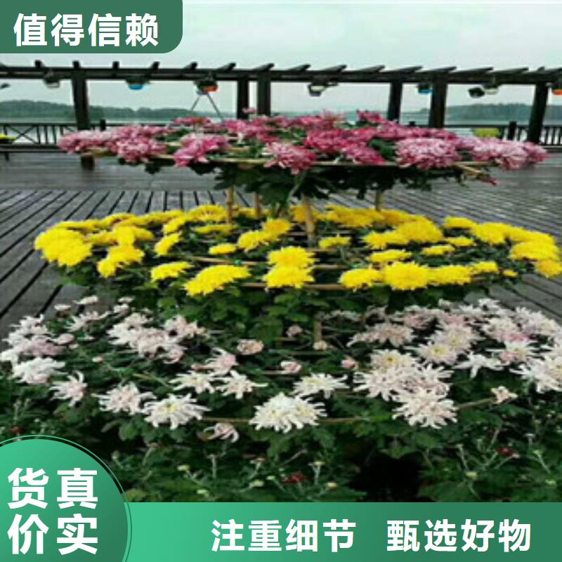 时令草花-花海景观工程精选货源