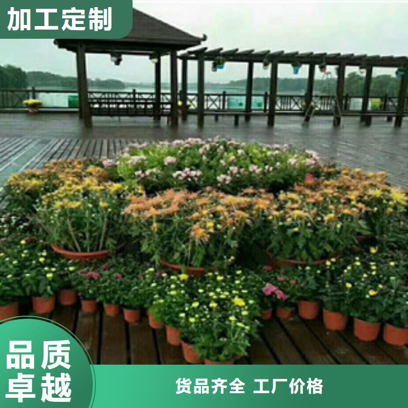 时令草花_耐寒耐旱草花基地品质信得过