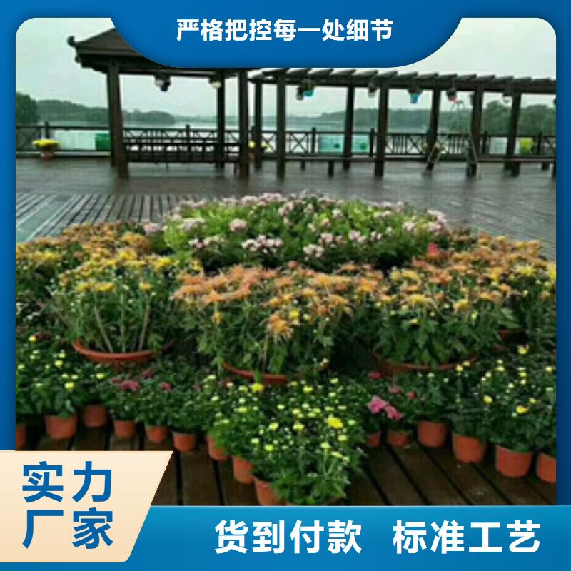 时令草花_耐寒耐旱草花基地设备齐全支持定制