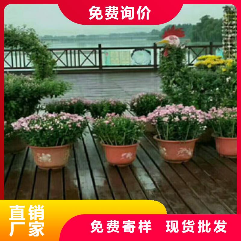 时令草花,【耐寒耐旱草花基地】免费安装