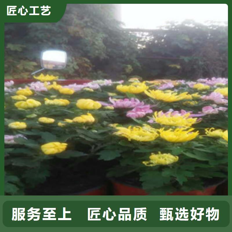 时令草花宿根花卉基地实体厂家支持定制