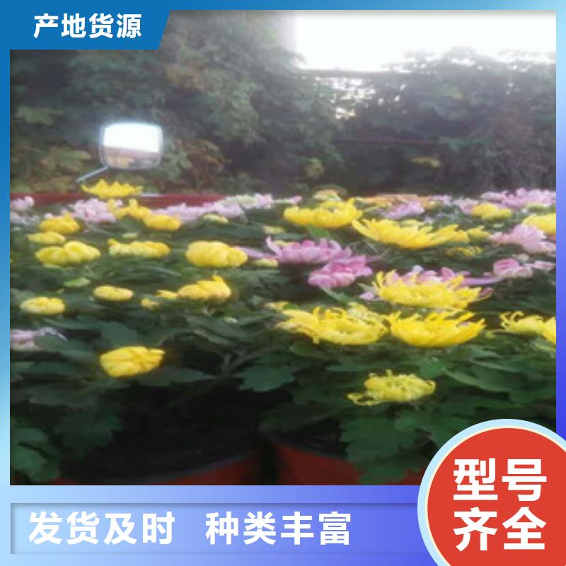 时令草花鲁冰花/粉黛乱子草好货直供