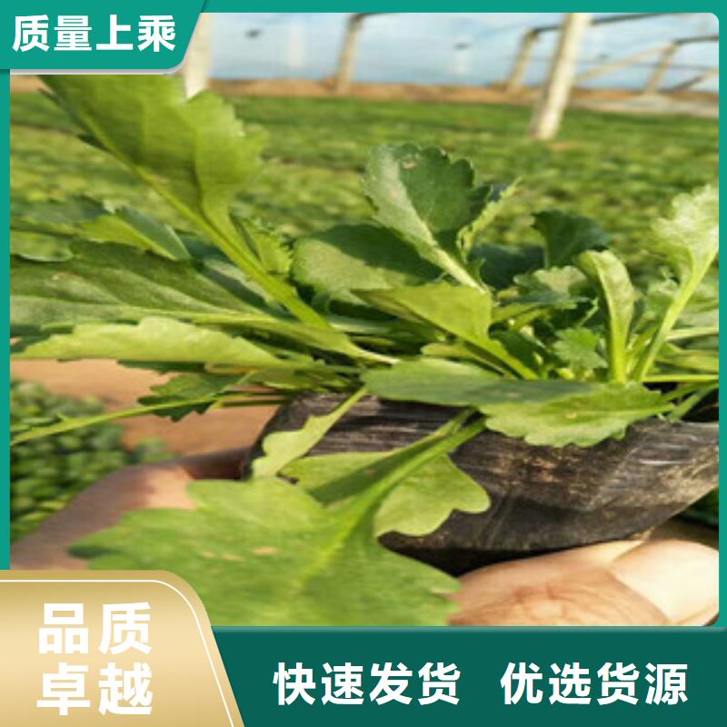 【时令草花水生植物/荷花睡莲工艺成熟】