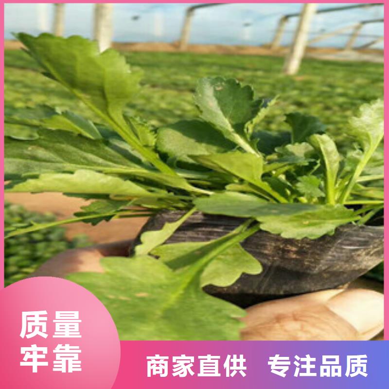 时令草花柳叶马鞭草/薰衣草保障产品质量