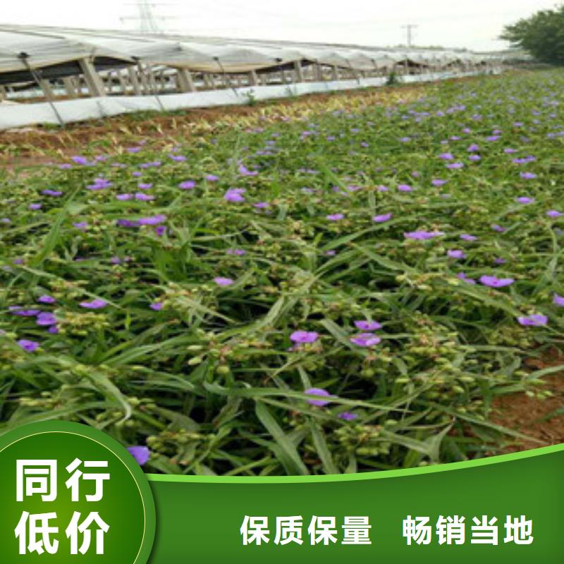 【时令草花-五一国庆草花批发用心经营】