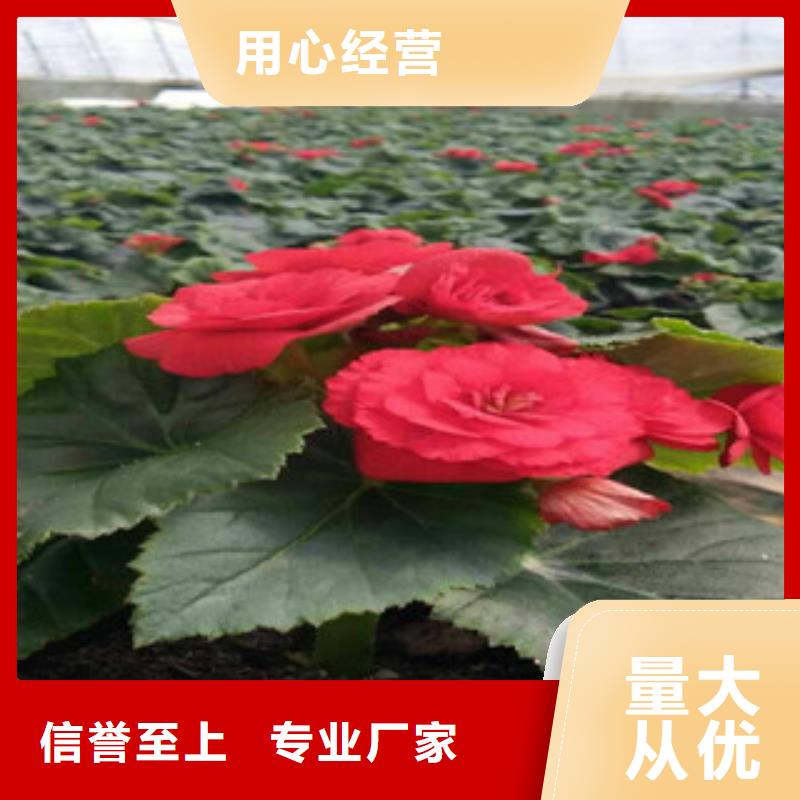 时令草花鲁冰花/粉黛乱子草做工细致