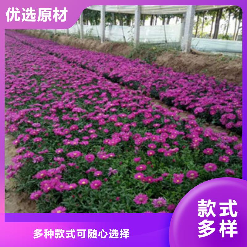 时令草花,【耐寒耐旱草花基地】免费安装