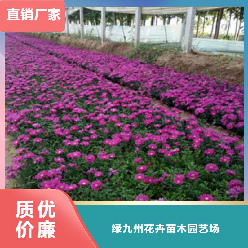 时令草花-【鲁冰花/粉黛乱子草】详细参数