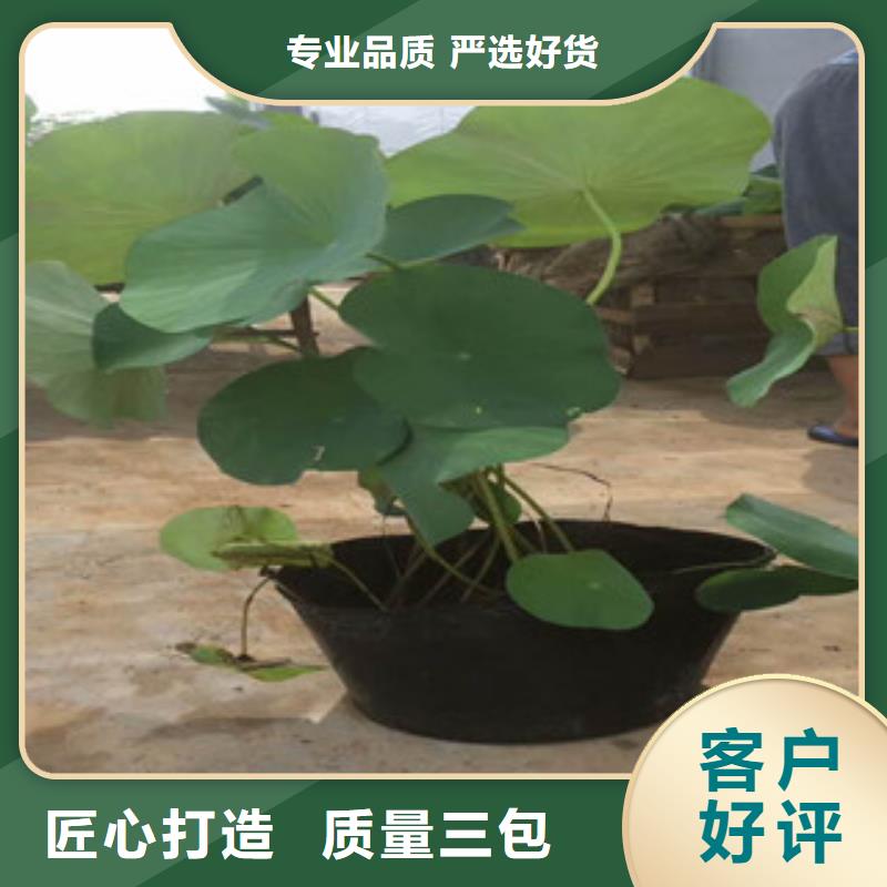 时令草花-花海景观工程专注细节更放心