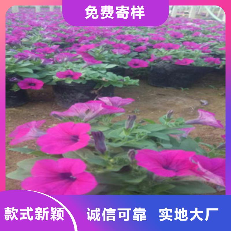 时令草花柳叶马鞭草/薰衣草规格型号全