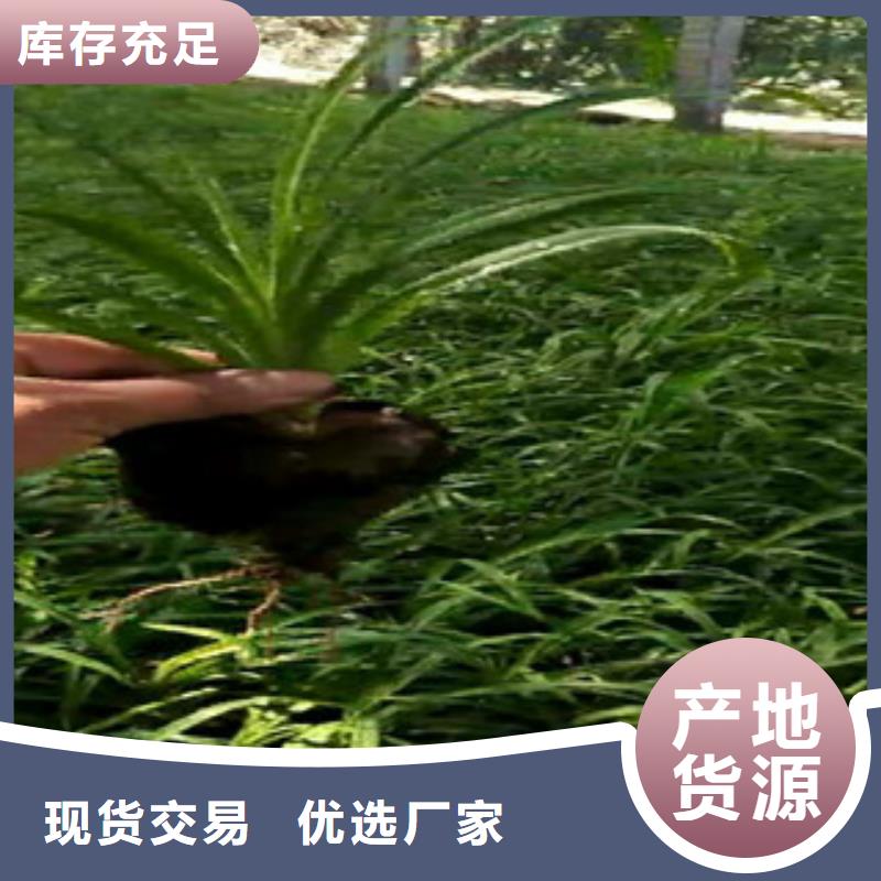 时令草花水生植物/荷花睡莲精选优质材料