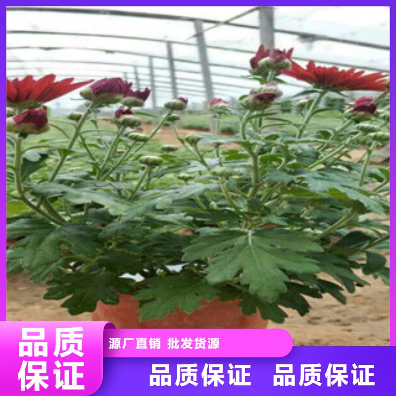 时令草花水生植物/荷花睡莲精选优质材料