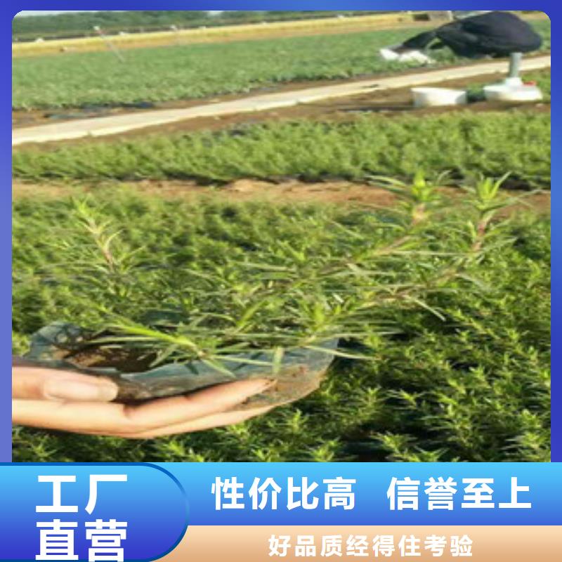 时令草花水生植物/荷花睡莲精选优质材料