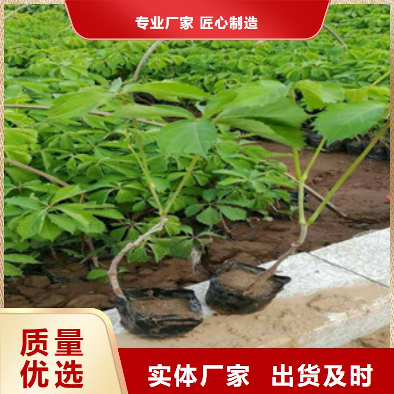 宿根花卉耐寒耐旱草花基地价格实惠