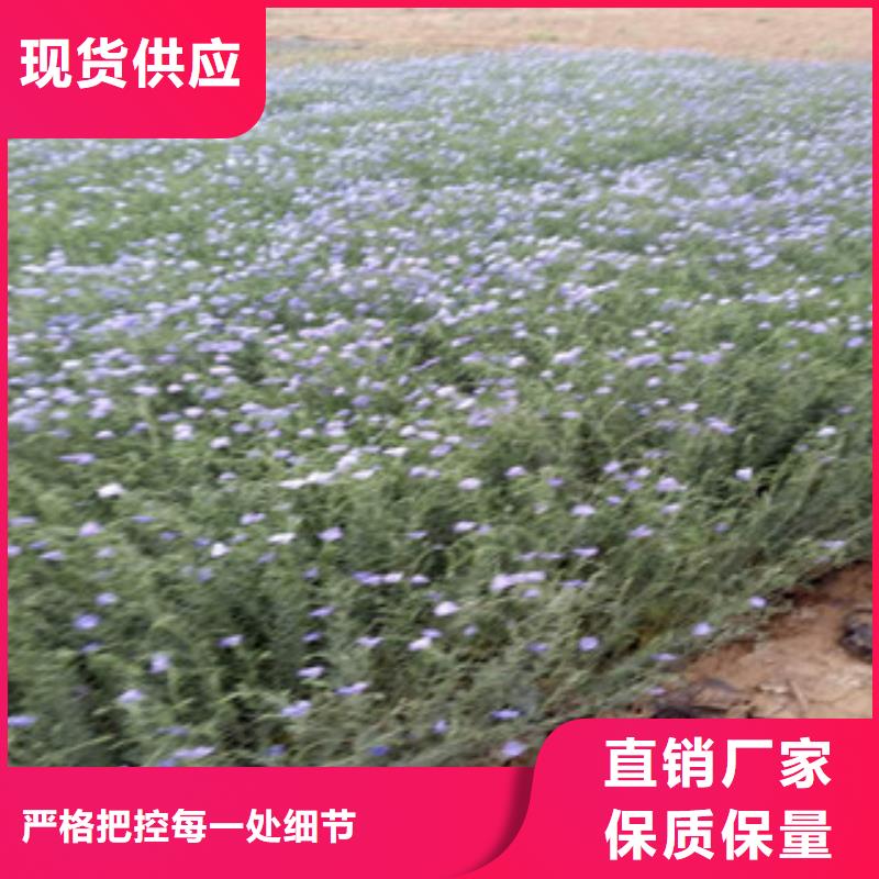 宿根花卉,水生植物/荷花睡莲专业生产厂家