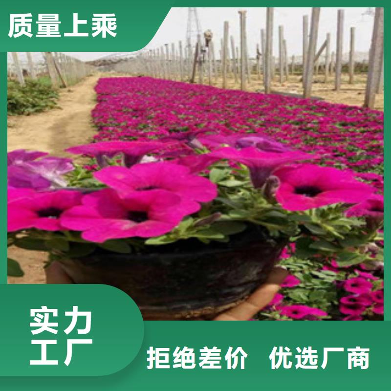 宿根花卉柳叶马鞭草/薰衣草信誉至上