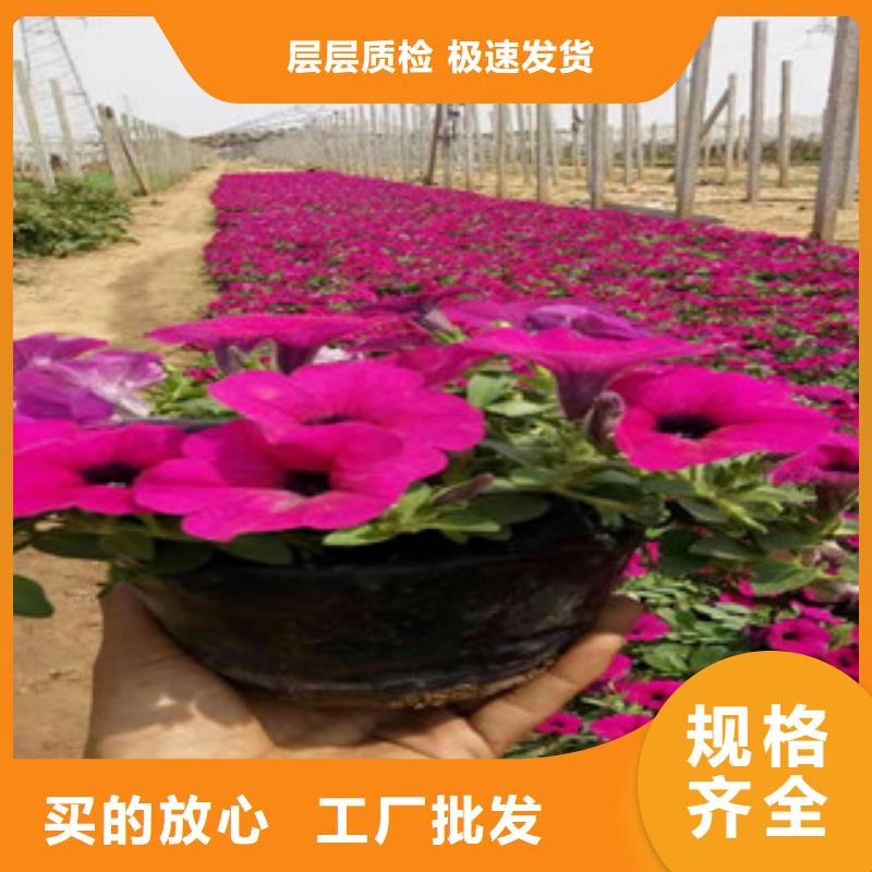 宿根花卉时令花卉/绿化草花价格质量优价格低