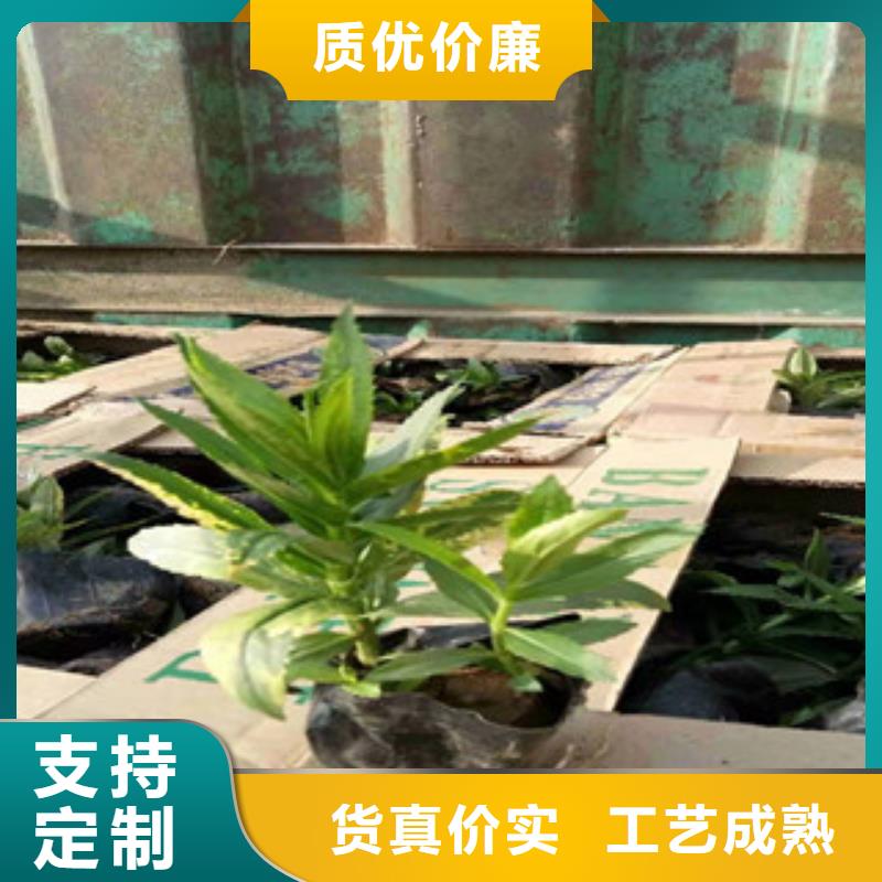 宿根花卉柳叶马鞭草/薰衣草我们更专业