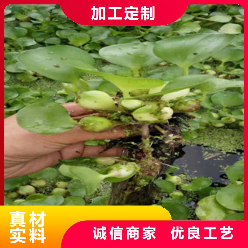 【宿根花卉】柳叶马鞭草/薰衣草来电咨询