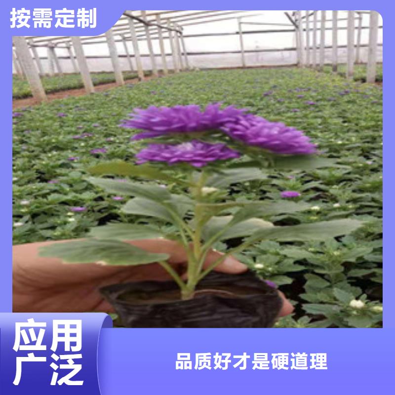 宿根花卉【鲁冰花/粉黛乱子草】工厂直销