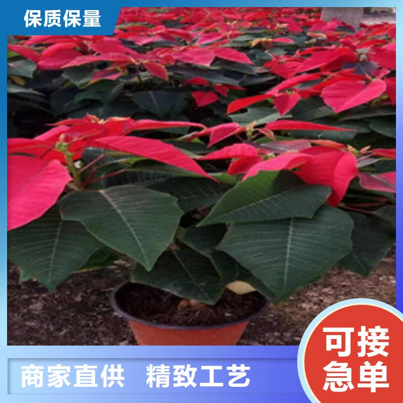 【宿根花卉】花海景观工程用心做产品