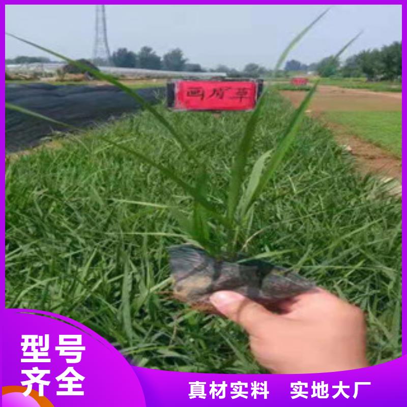 【宿根花卉观赏草/蒲苇狼尾草欢迎来电询价】