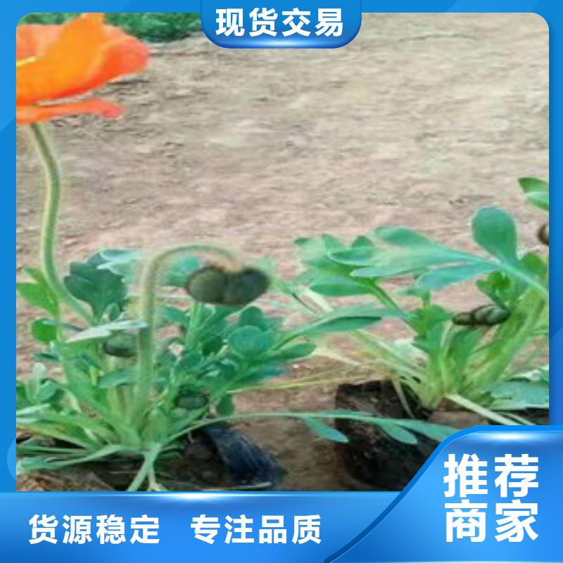 【宿根花卉观赏草/蒲苇狼尾草欢迎来电询价】