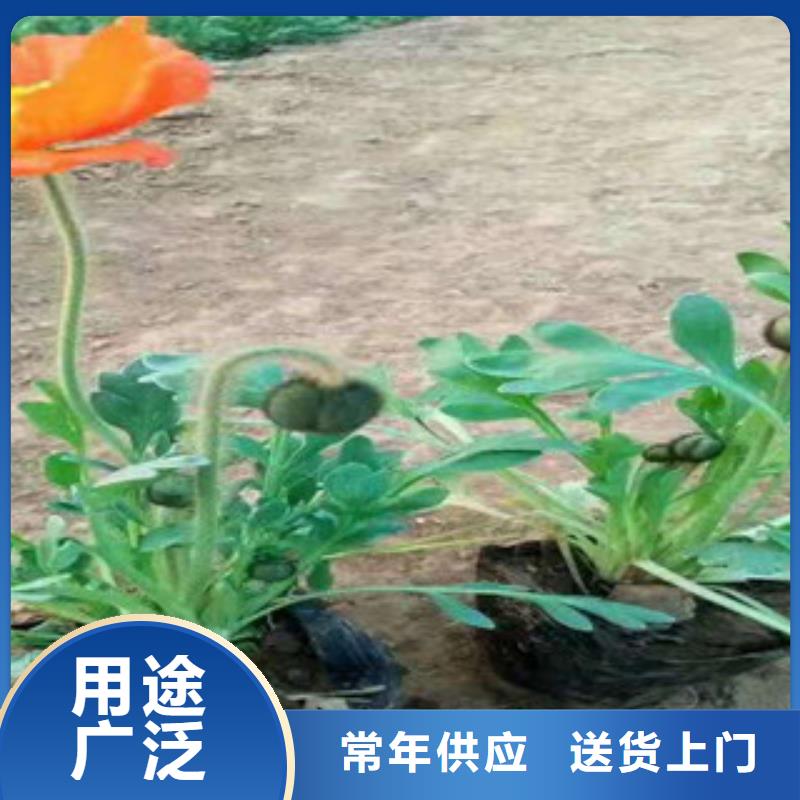 宿根花卉水生植物/荷花睡莲实体厂家