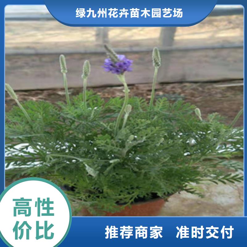 【宿根花卉观赏草/蒲苇狼尾草多年实力厂家】