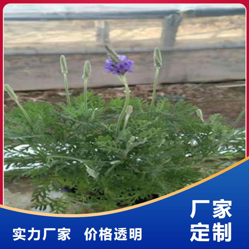 宿根花卉耐寒耐旱草花基地价格实惠