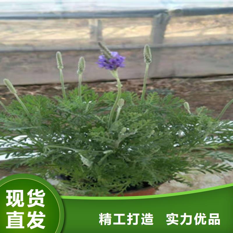 宿根花卉柳叶马鞭草/薰衣草值得信赖