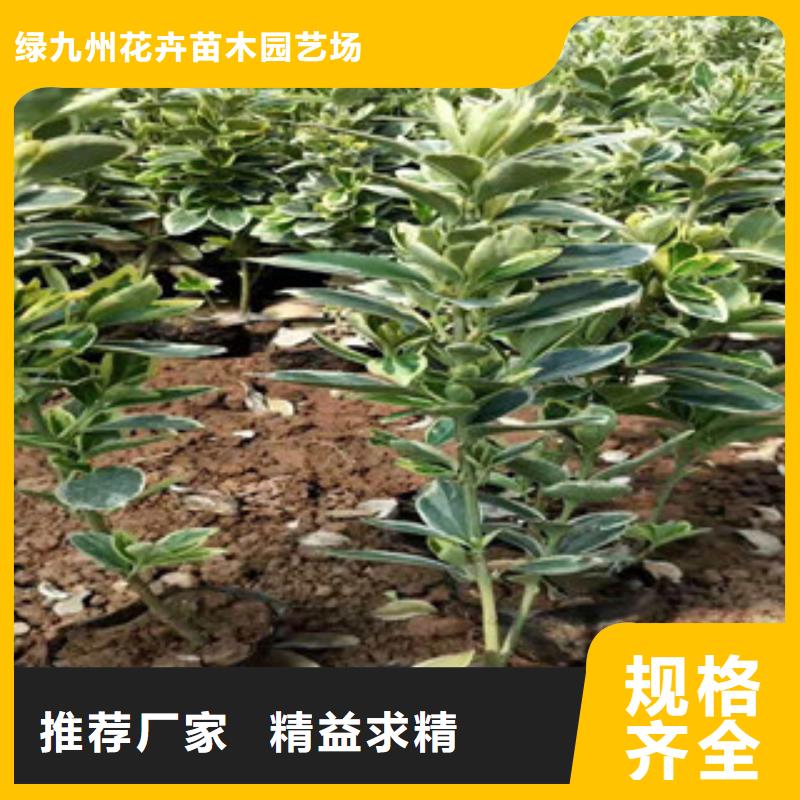 宿根花卉时令花卉/绿化草花价格质量优价格低