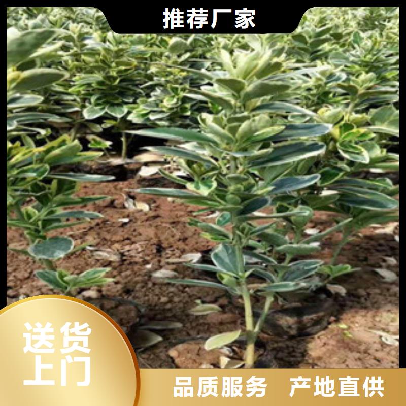 【宿根花卉】水生植物/荷花睡莲定制零售批发